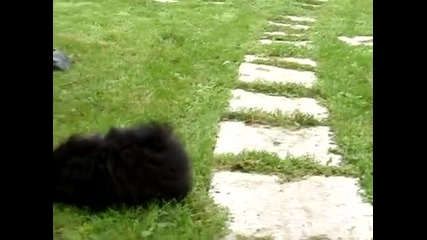 Малки кученца пекинезчета в градината!