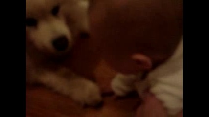 Sweet Baby And Dog