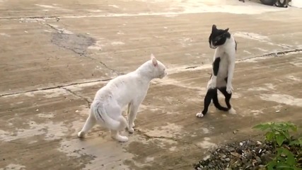 Котка Кобра!