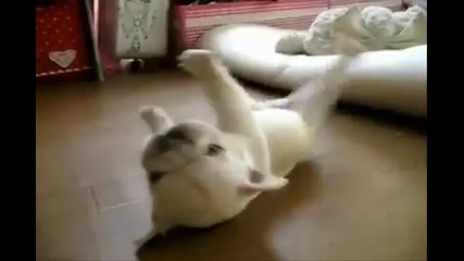 Компилация Смешни Животни