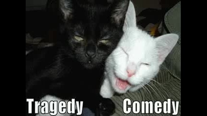 Very Funny Cats Part 10