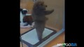 Кученце танцува салса