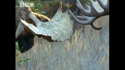 Bbc Bull Moose Battle - A Moose Named Madeline 