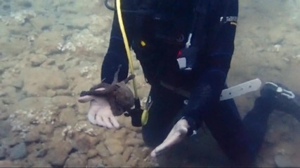 2011.07 Октопод