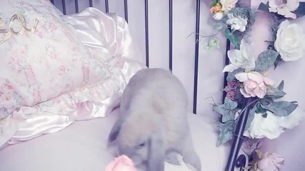 Bunny eating a rose! Super cute
