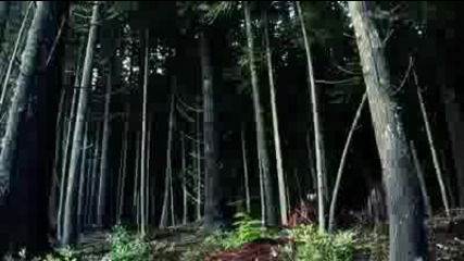 Amazing Freeride Forest