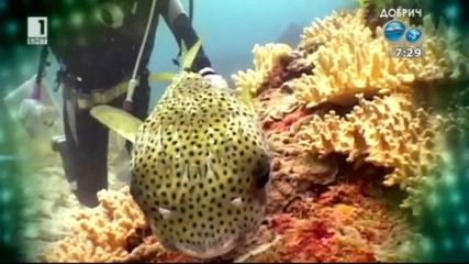Отровна японска риба в Черно море
