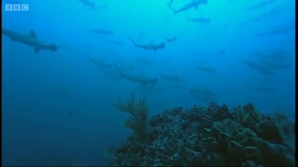 Diving with hammerhead sharks - Dive to Shark Volcano - Bbc 