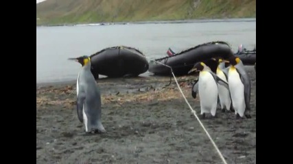 Пингвини виждат за пръв път въже и измислят странна игра