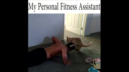 Котка
