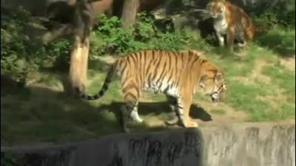 Amur Tiger Tennoji Zoo Osaka Japan 