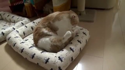 Котка Седи Като Човек