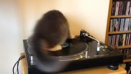 Dj Коте