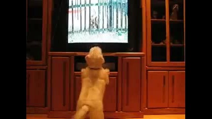 Куче полудява докато гледа Animal Planet