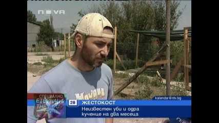 ! Жестоко убито кученце, 28 август 2010, Календар Нова Тв 