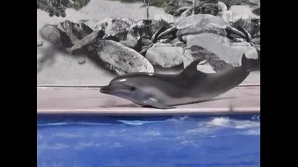 Делфини правят фантастично шоу!
