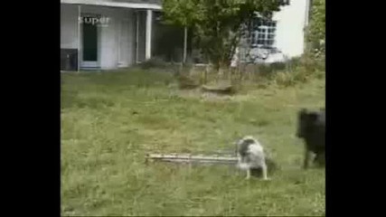 Dog vs Ram