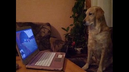 Лора гледа състезание по Agility