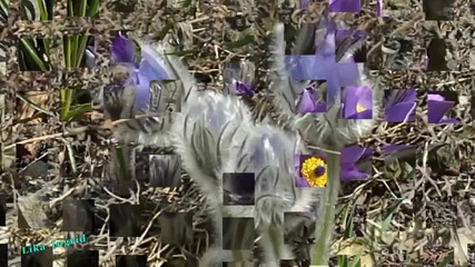 Beautiful Flower