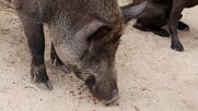 Argentinian man adopts 'sweetheart' wild boar as pet