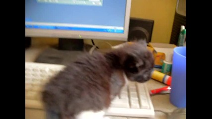 Сладкото ми коте