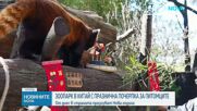 Зоопарк в Китай с празнична новогодишна почерпка за животните