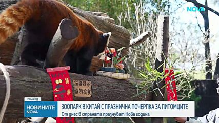 Зоопарк в Китай с празнична новогодишна почерпка за животните
