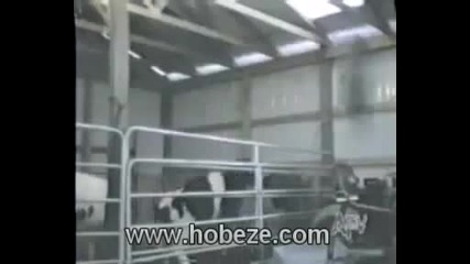 Funny Animal Sex 