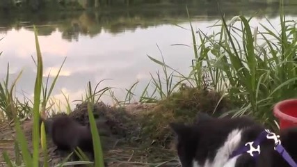 Котка в шок от нахална норка