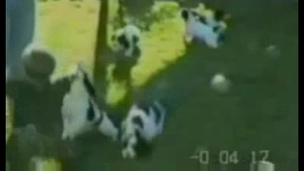 Смешни и глупави кучета