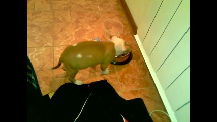 Pit bull 4
