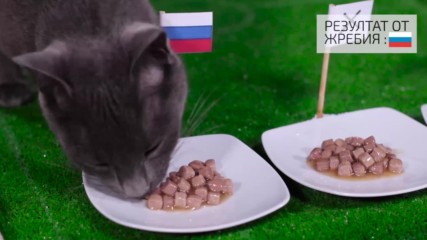 Домакинът Русия с решителна победа според котето-оракул ВладИмир