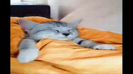 Спящи Котета