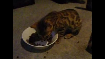 Bengals love to talk