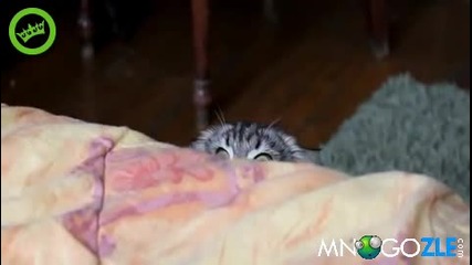 Лошо коте