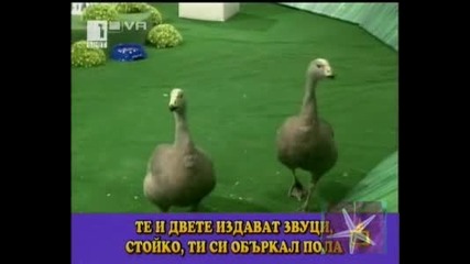 Циркови изпълнения в Тв ефира - Господари на ефира