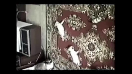 Луди котки 