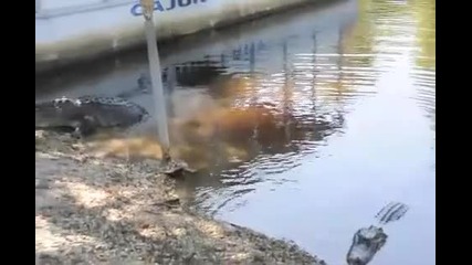 Котка плаши алигатори 