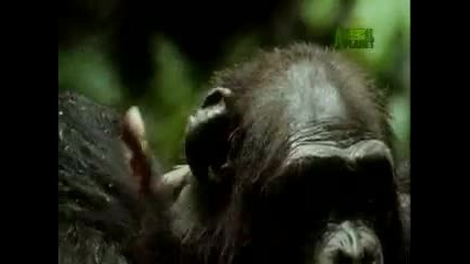 Шимпанзета Канибали... 