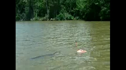 Алигатор преследва лодка (играчка)