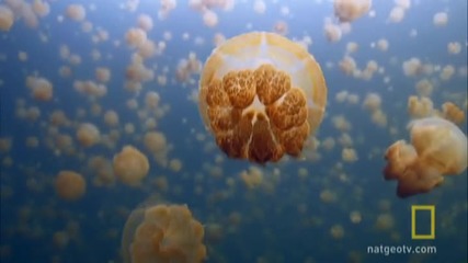 National Geographic - Дивата Природа : Хранене на златните медузи