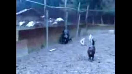 Will Boar Hunting 2