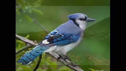 Красива Природа с Песента на Птиците и Релаксираща Музика