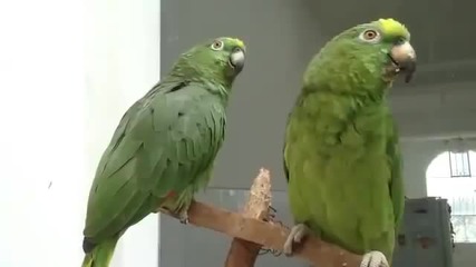 Папагали пеят като пияни!!!