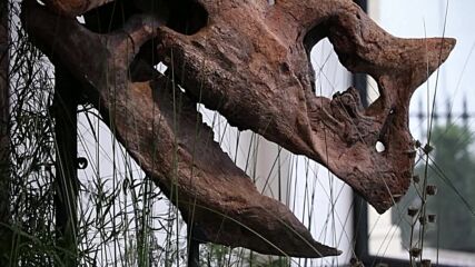 Череп на динозавър на 68 млн. години отива на търг (ВИДЕО)