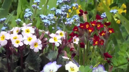 Топ десет на най- красивите градински пролетни цветя