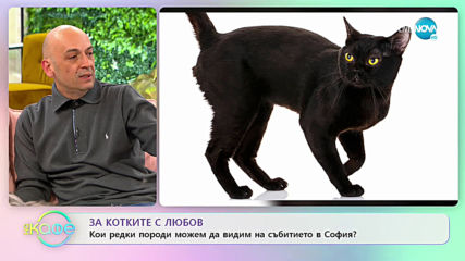За котките с любов - „На кафе” (21.02.2020)
