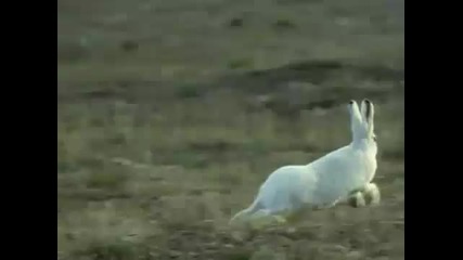 Wolf Hunting Hare 