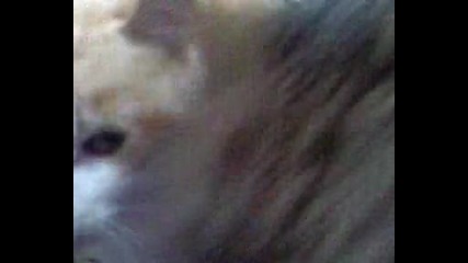 Video - 0003