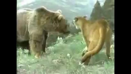 Youtube - Cougaress Vs Bear 